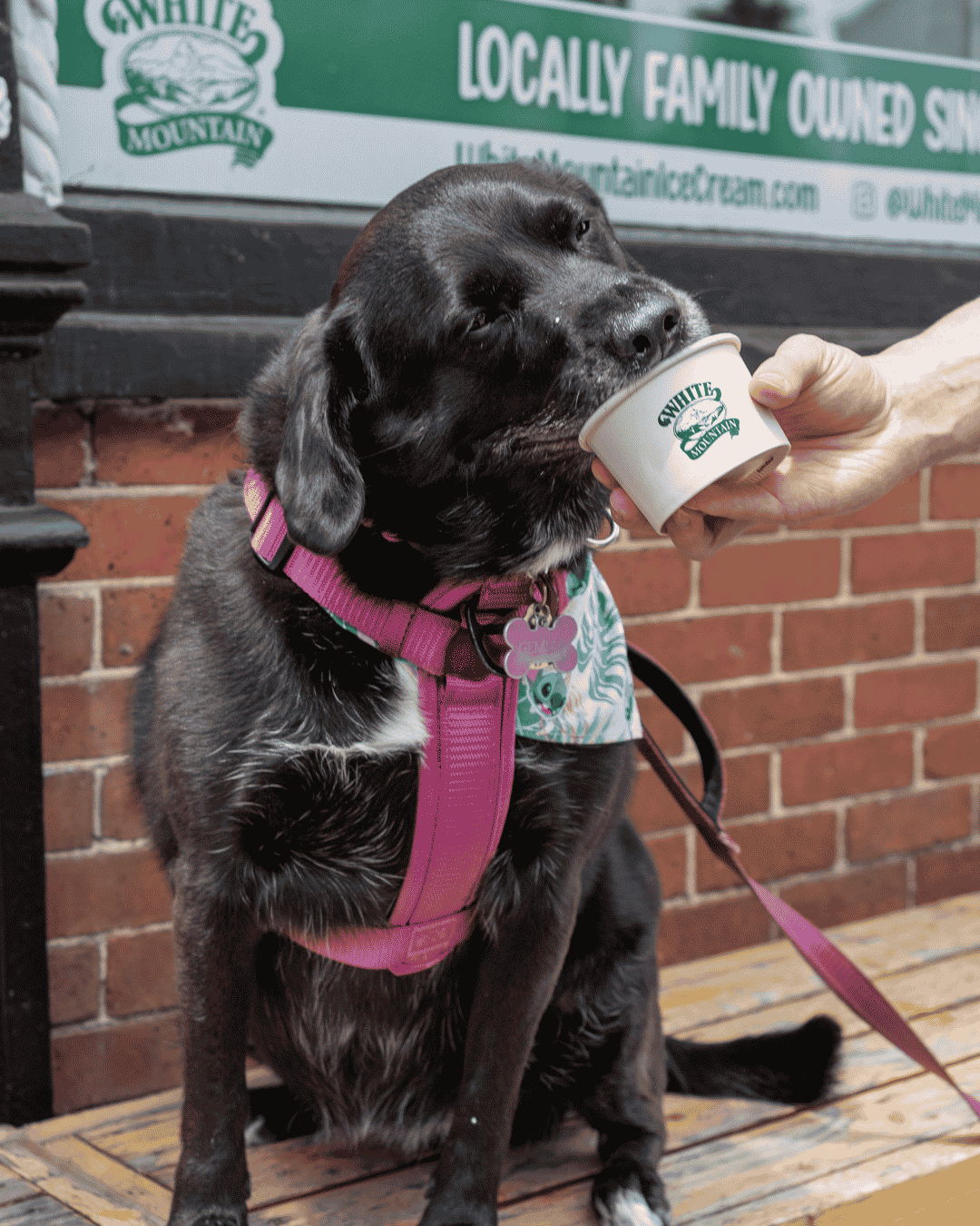 Dog wearing a harness enjoying ice cream from a cup.