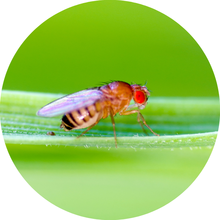 Drosophila melanogaster Future Fields EntoEngine™