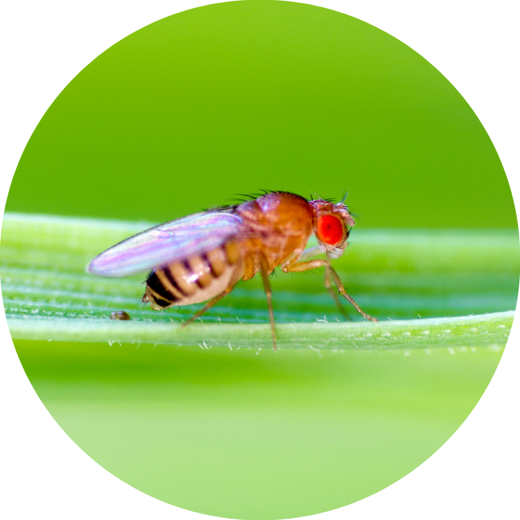 Fruit Fly (Family Drosophilidae) – Field Station