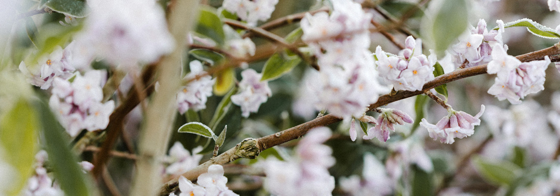 Delicate pink flowers blooming on a branch with green leaves.