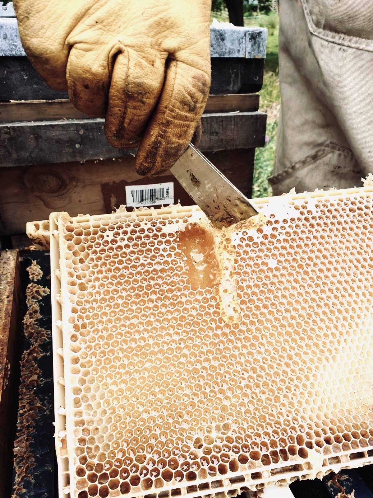 Manuka Honey being extracted from the hive