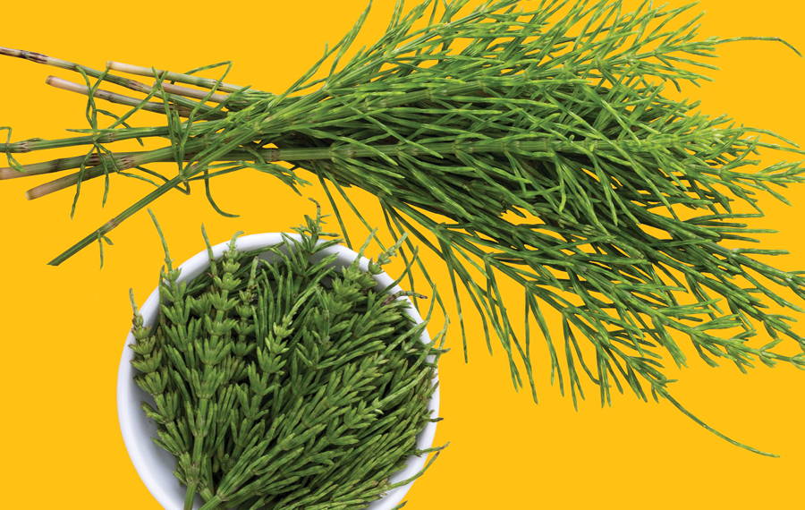 horsetail