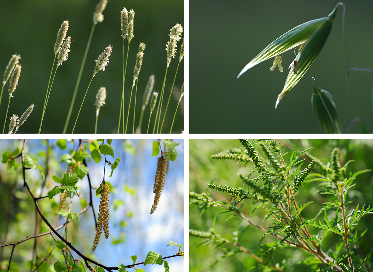 4 rostlinné portréty stromů, trávy a plevele během květu – druhy rostlin, které způsobují příznaky pylové alergie nebo sennou rýmu