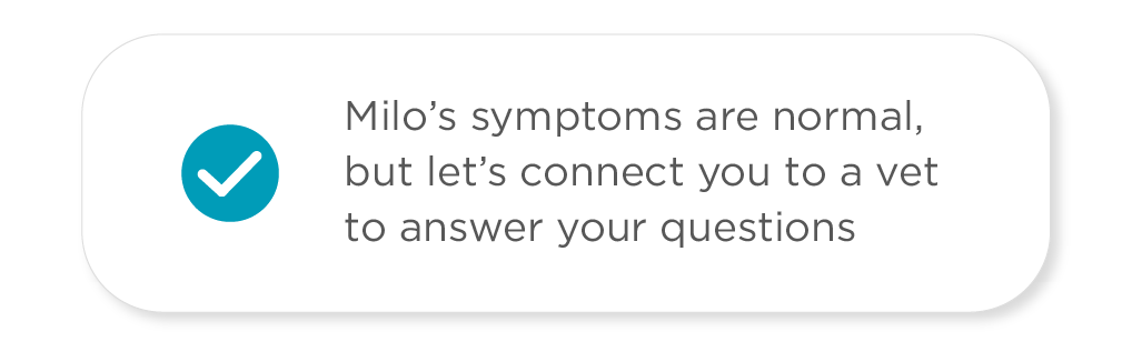 Milo's symptoms ae normal