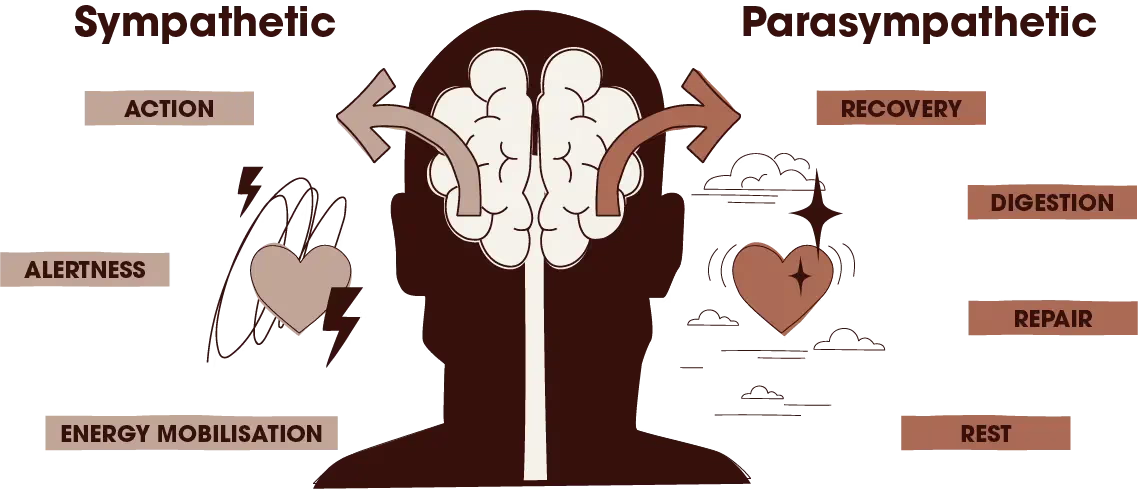 Diagram illustrating brain functions: action, alertness, discovery, energy modulation, and rest.
