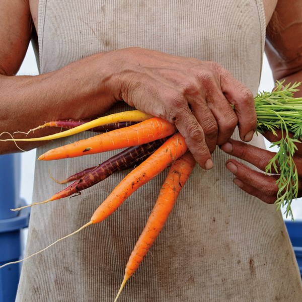 A women holding recently picked carrots