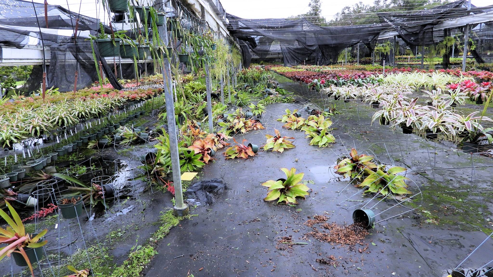 Our Cravo, 2.5 acre shade house with auto winter cover is pretty much destroyed. Shade cloth and many cables, benches, etc. No shade means damage when the sun finally comes out.