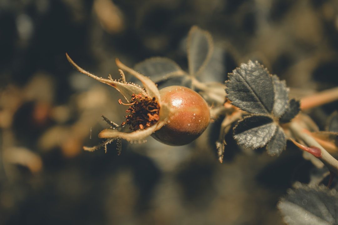 red fruit with green leaves