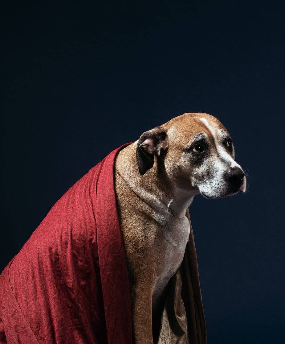 what is leptospirosis