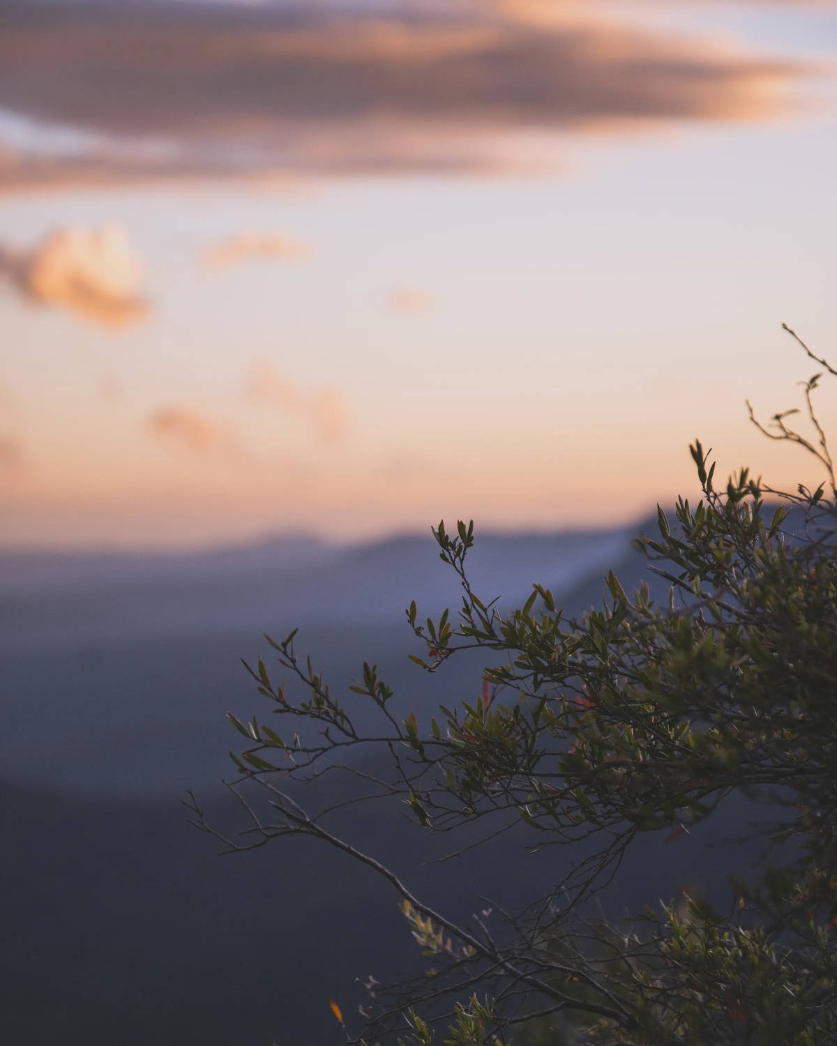 Tree branches with mountains in the background at sunset