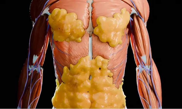 Illustration showing visceral fat surrounding internal organs within the abdominal cavity.