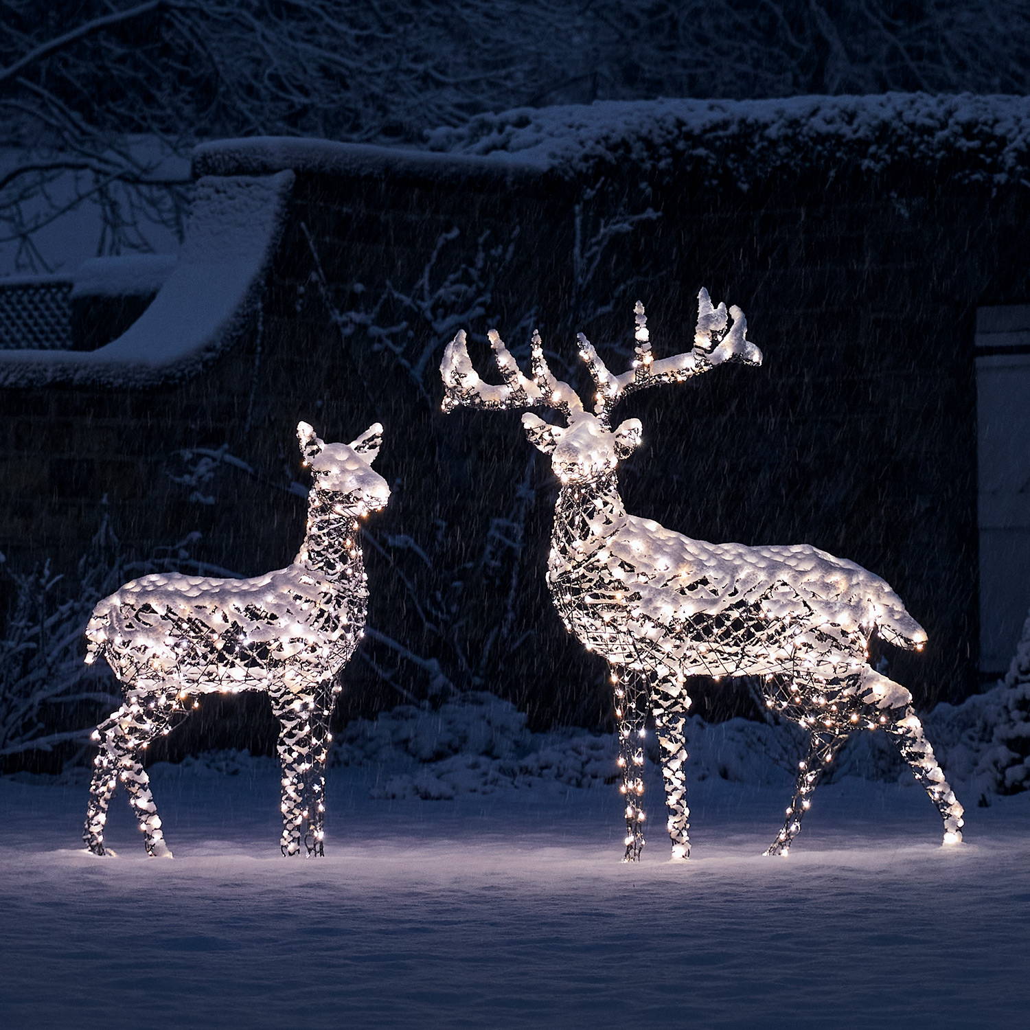 2 light up Harlow reindeer with dual LEDs in an outdoor garden setting with snow. 
