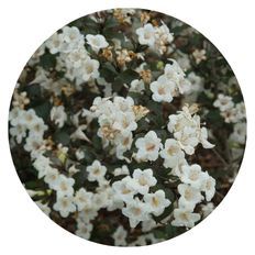 Photo of Wine & Spirits® Weigela