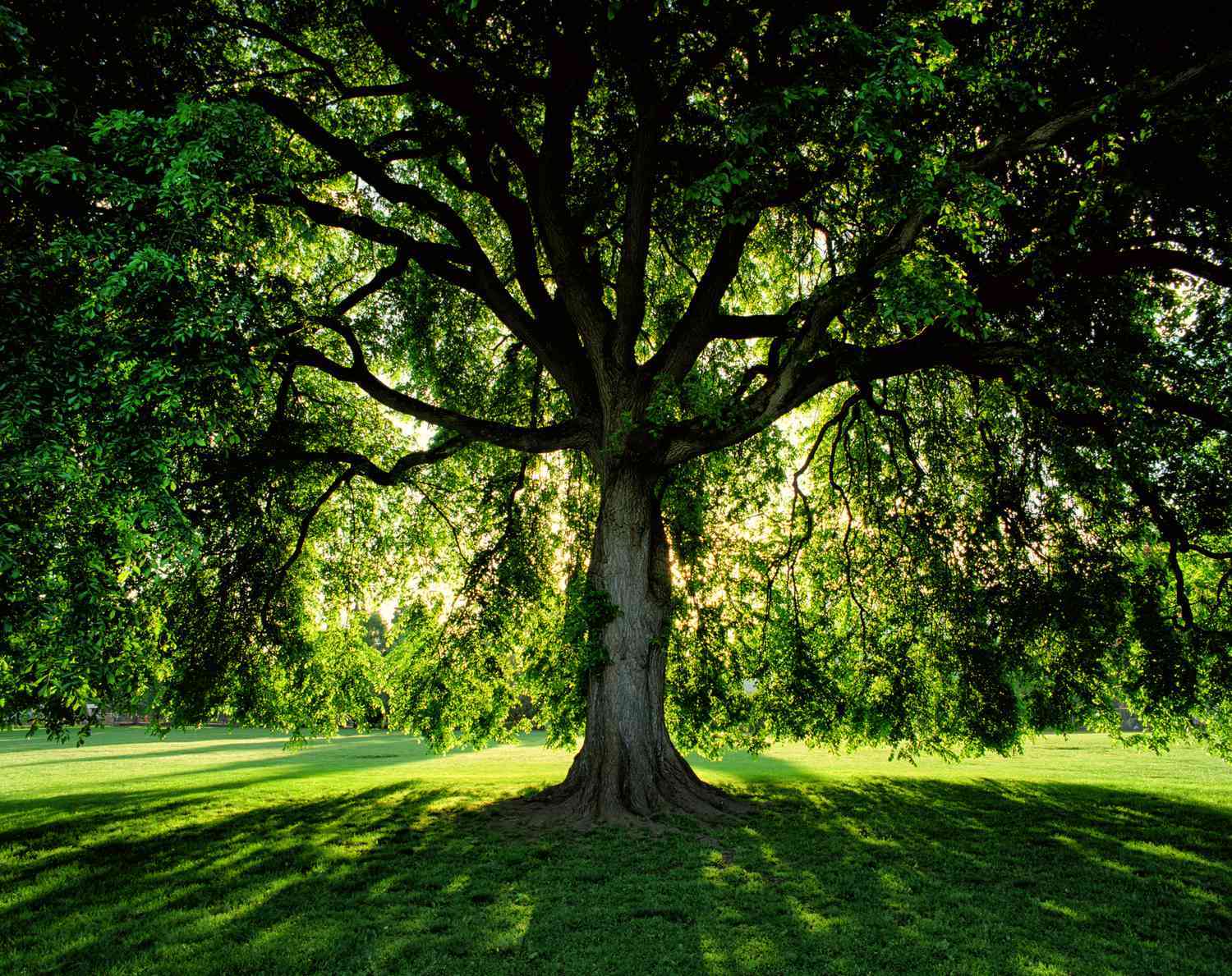 Best Shade Trees for the Backyard