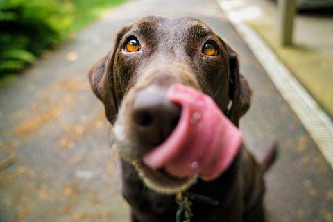 Dogs with chronic diarrhea or dog IBD can improve with canine fecal transplant
