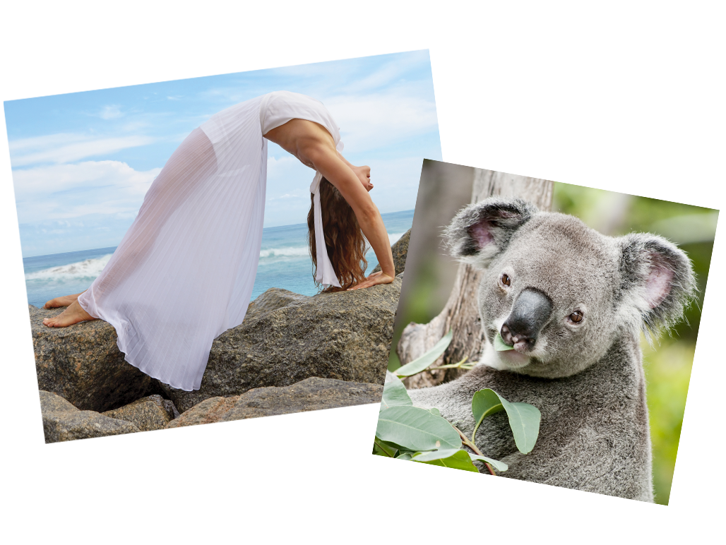Collage of a Woman doing yoga at the beach and a Koala bear in the trees