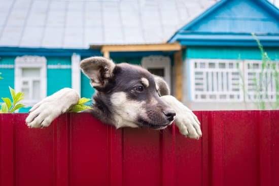 Small dog peeks over red fence in a yard