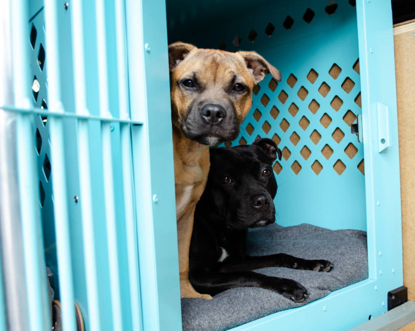 dogs traveling in teal stationary impact dog crate carrier