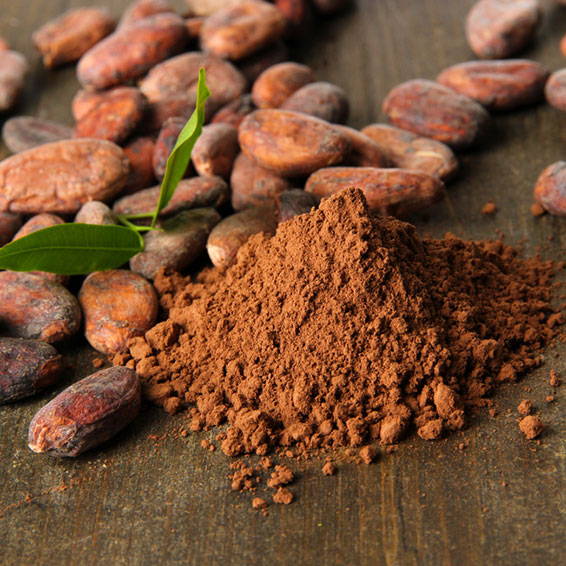 Cocoa Extract Powder