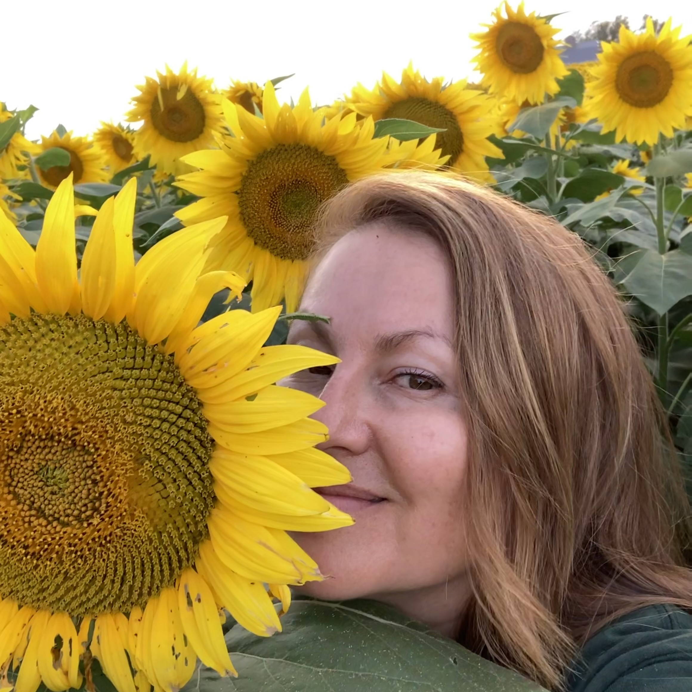 Chris Alstat Sunflowers