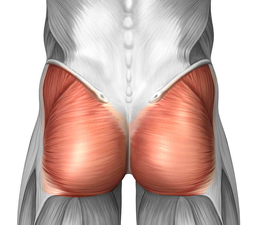 Learn More About Gluteus Maximus Muscles - Pure Posture