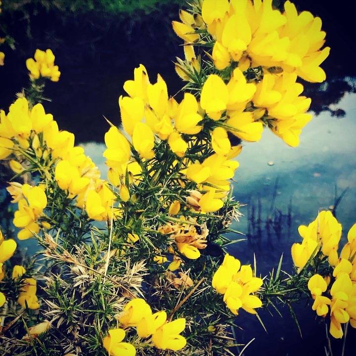 gorse flowers