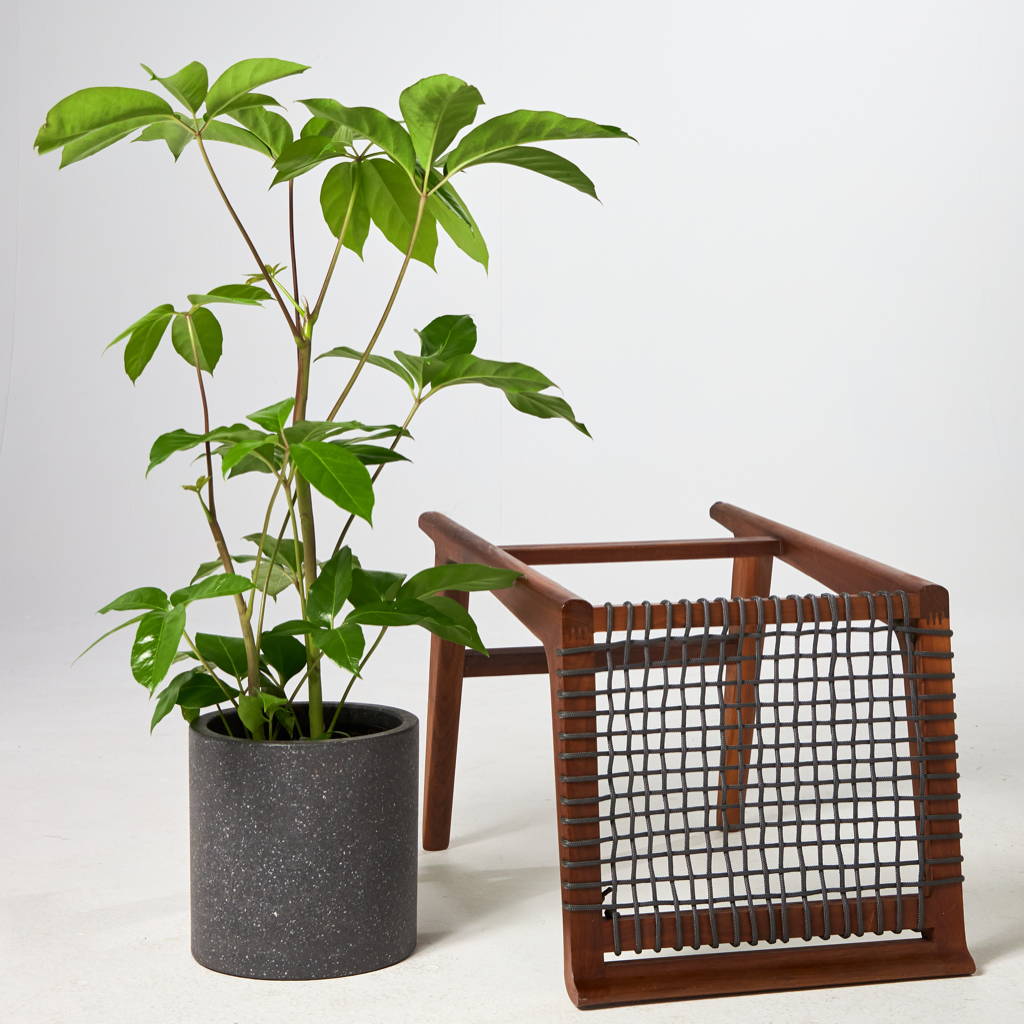 Amate Umbrella in Jardin Terrazzo Pot Black with chair at The Good Plant Co