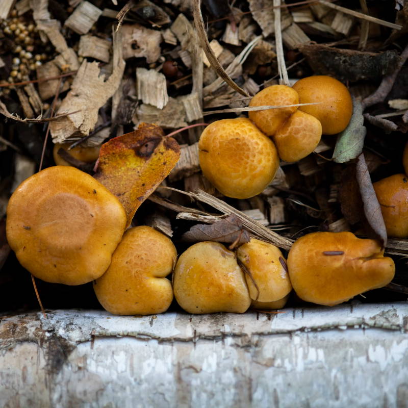 nameko mushrooms growing in wood chips