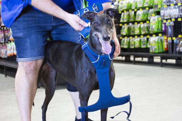 A greyhound being fitted with a blue dog harness