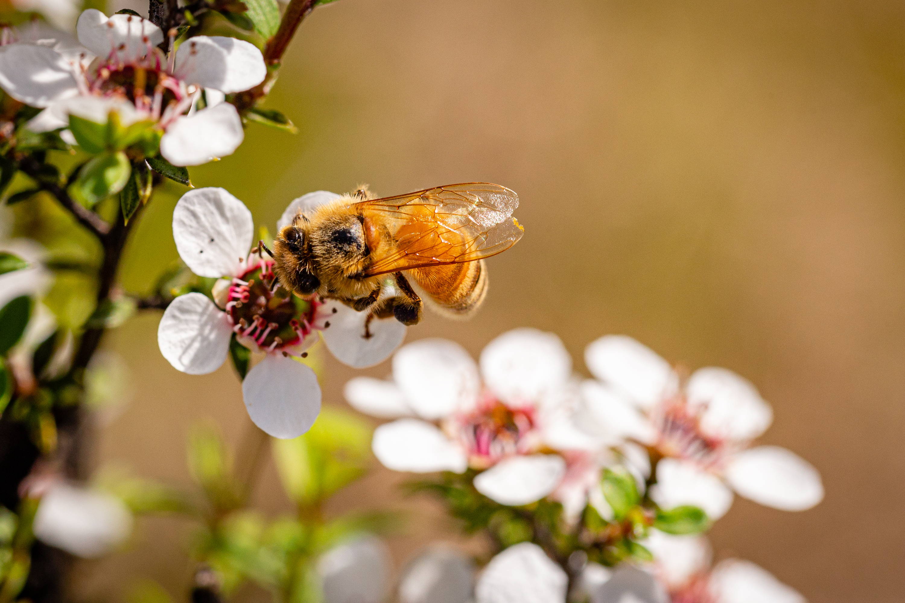 honey bee on manuka flower 