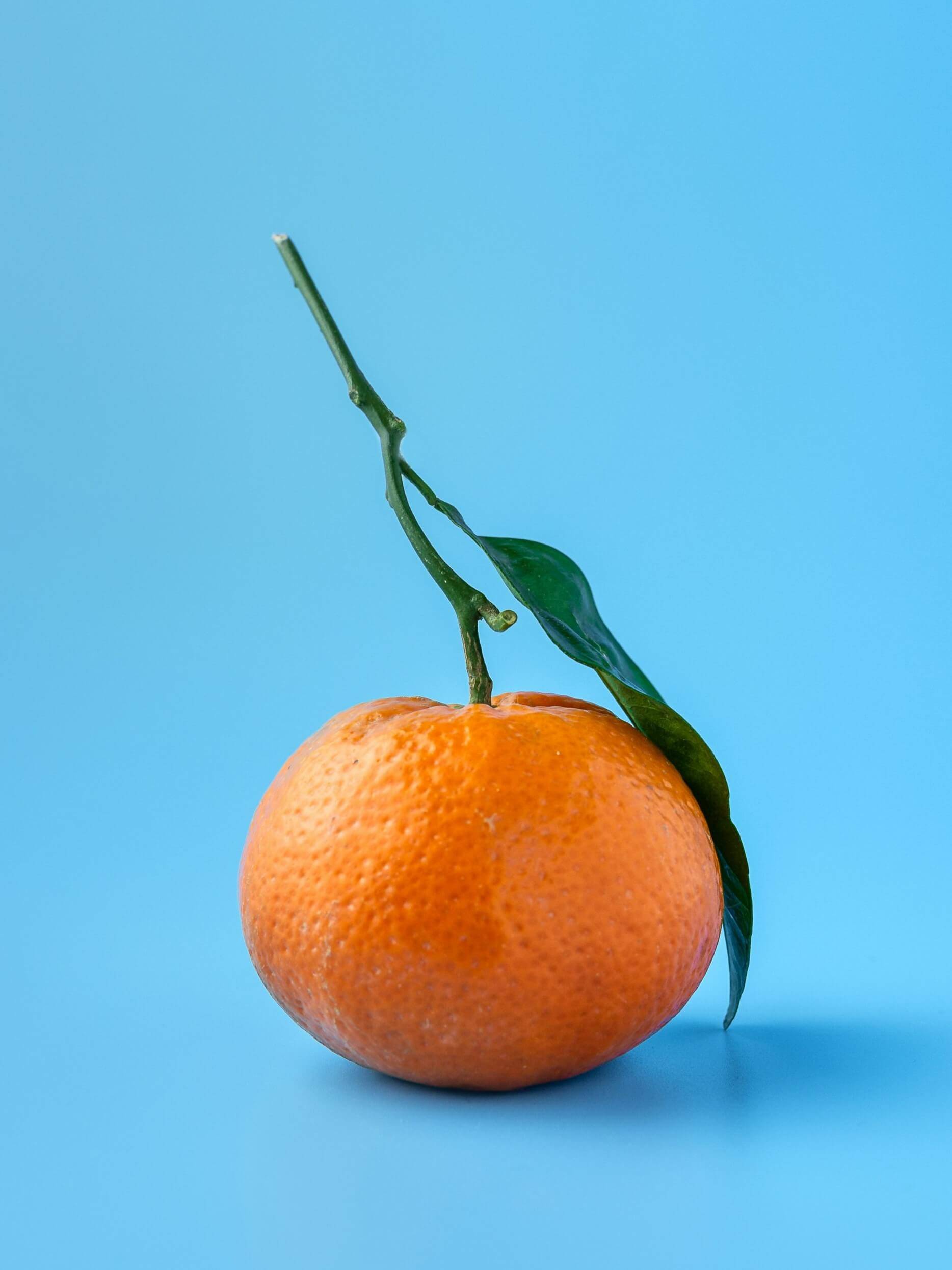 A small mandarin orange with a long stem against a blue background.