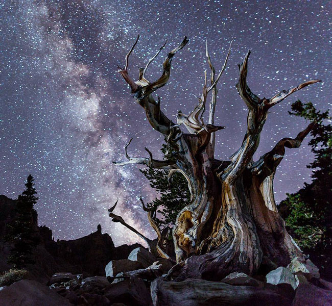 Old tree at night in Great Basin National Park.