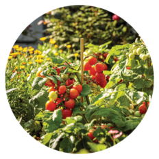 Up close highlight of Proven Harvest Tomatoes growing on a vine