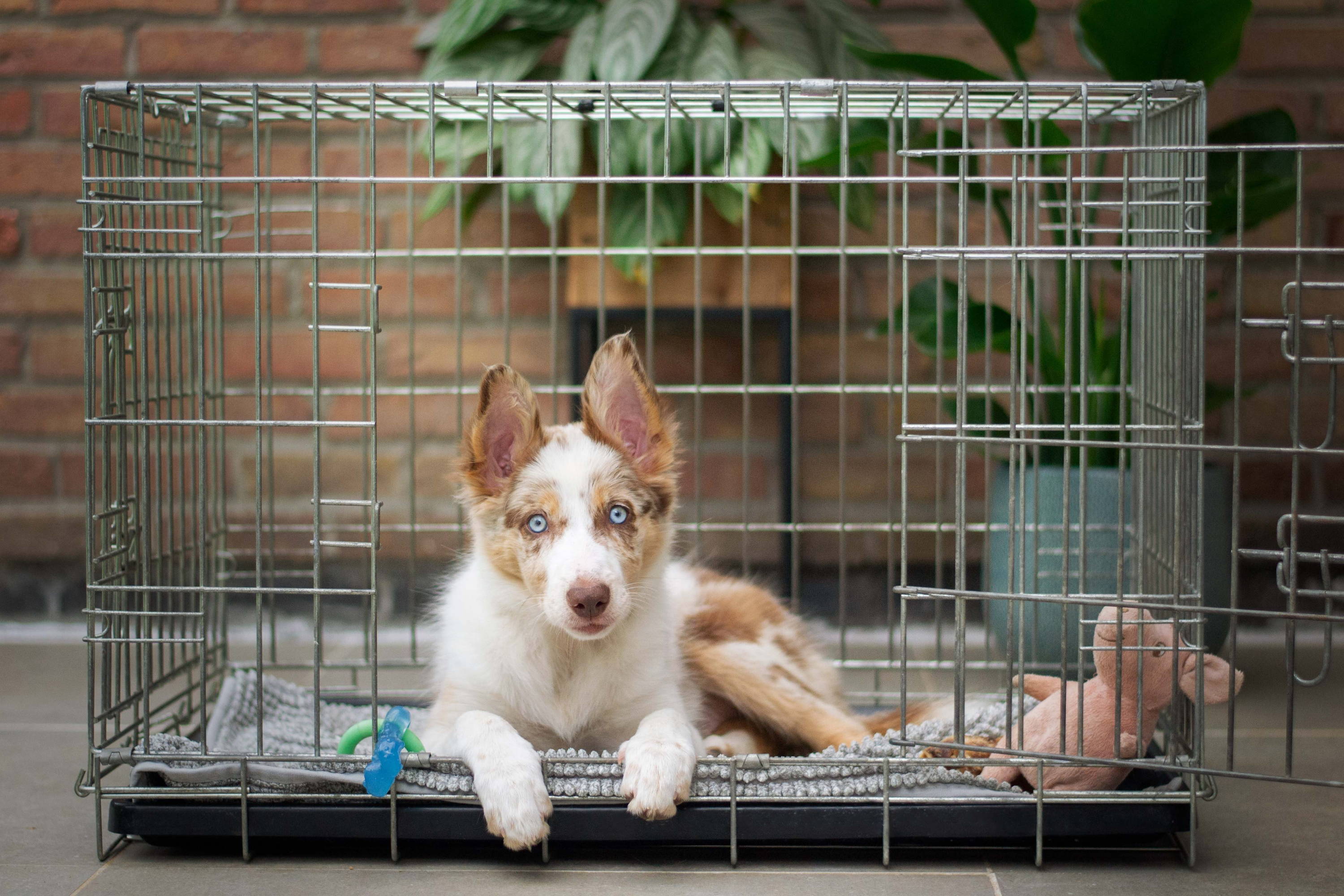 A brown and white puppy lying inside a crate