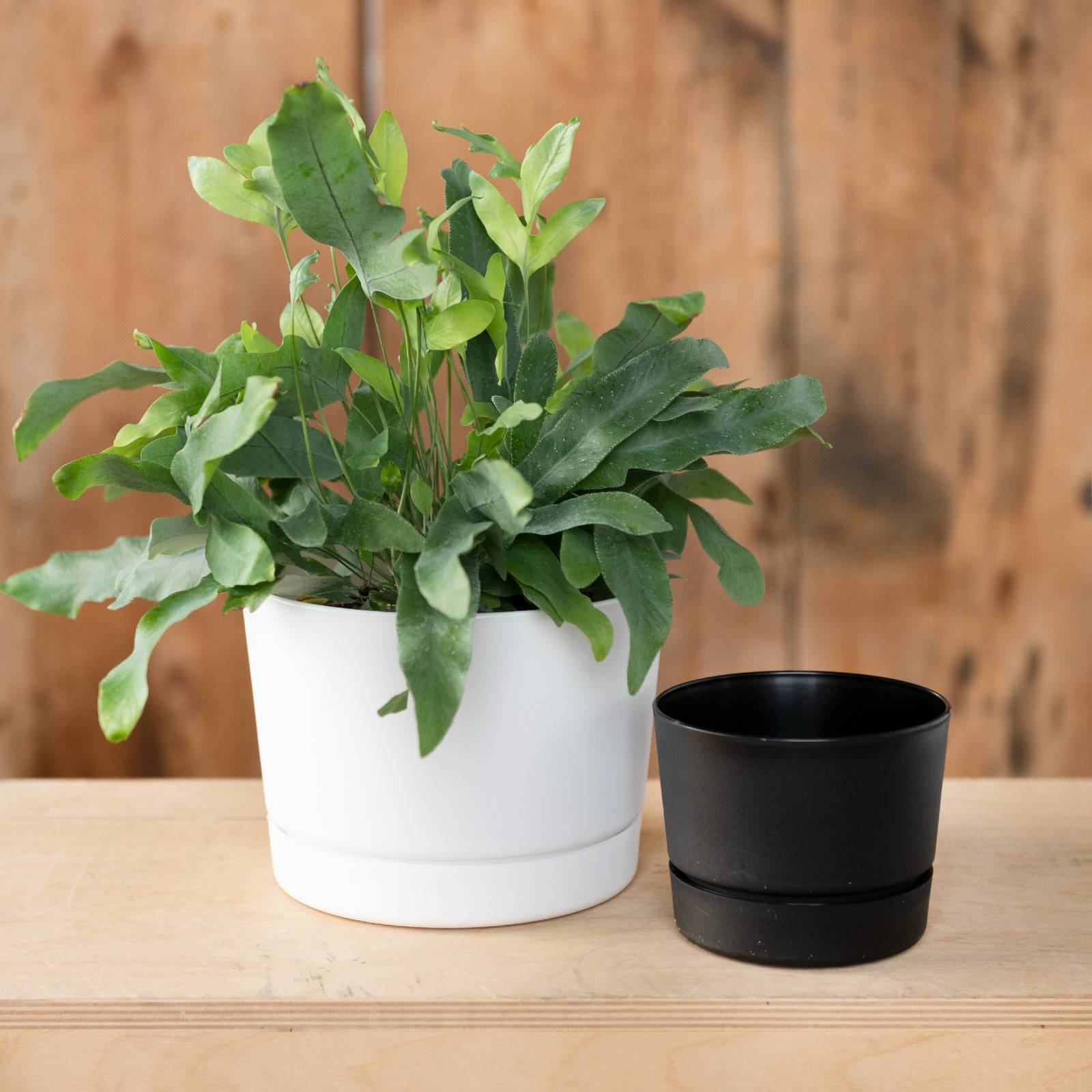 Green plant in a white mid-century modern planter next to an empty black MCM planter