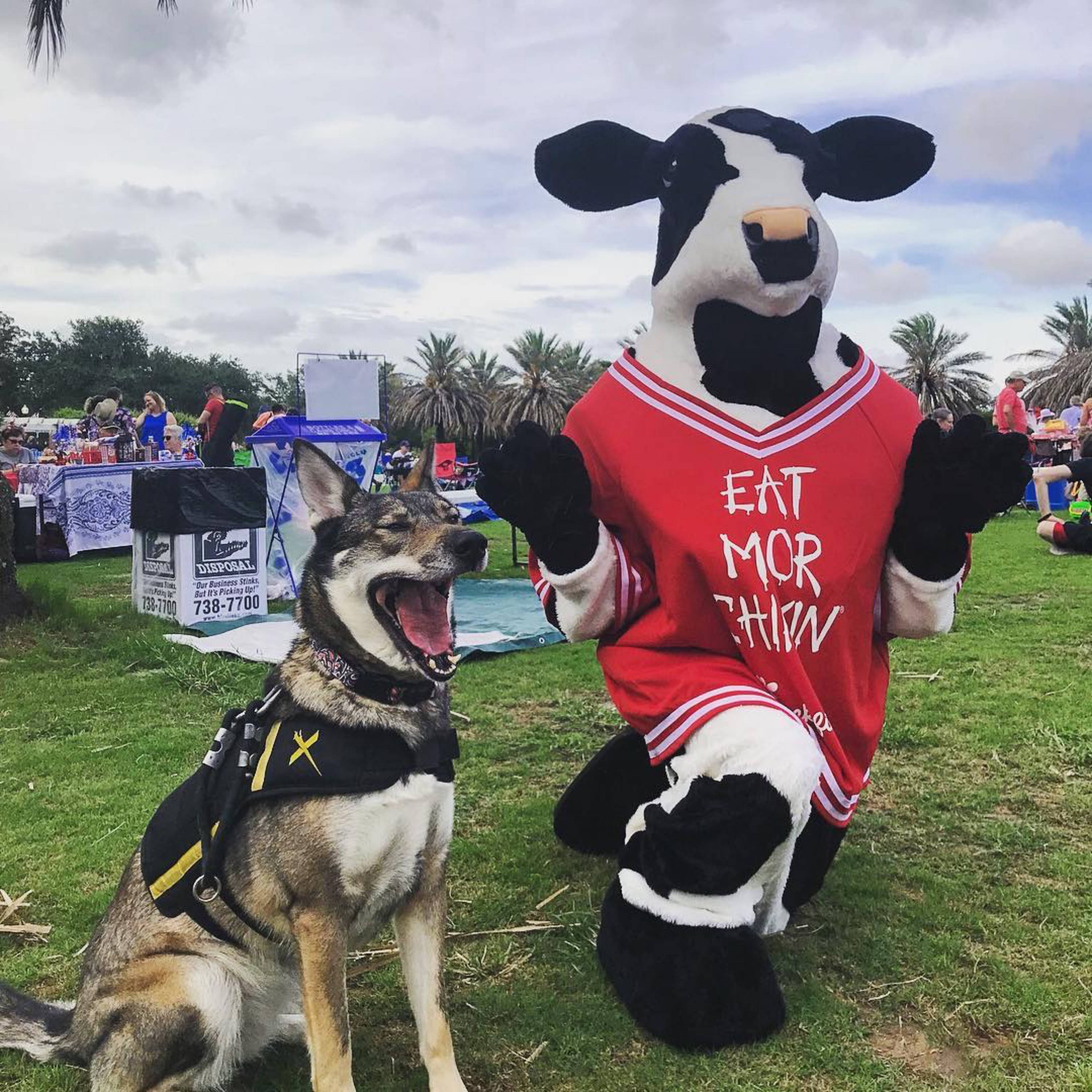 husky dog smiling with chick-fil-a mascot cow
