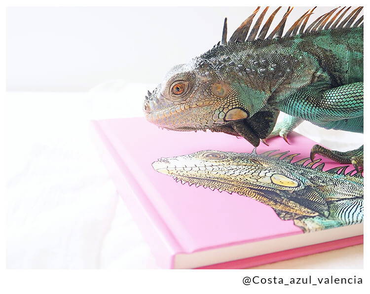 iguana on custom journal