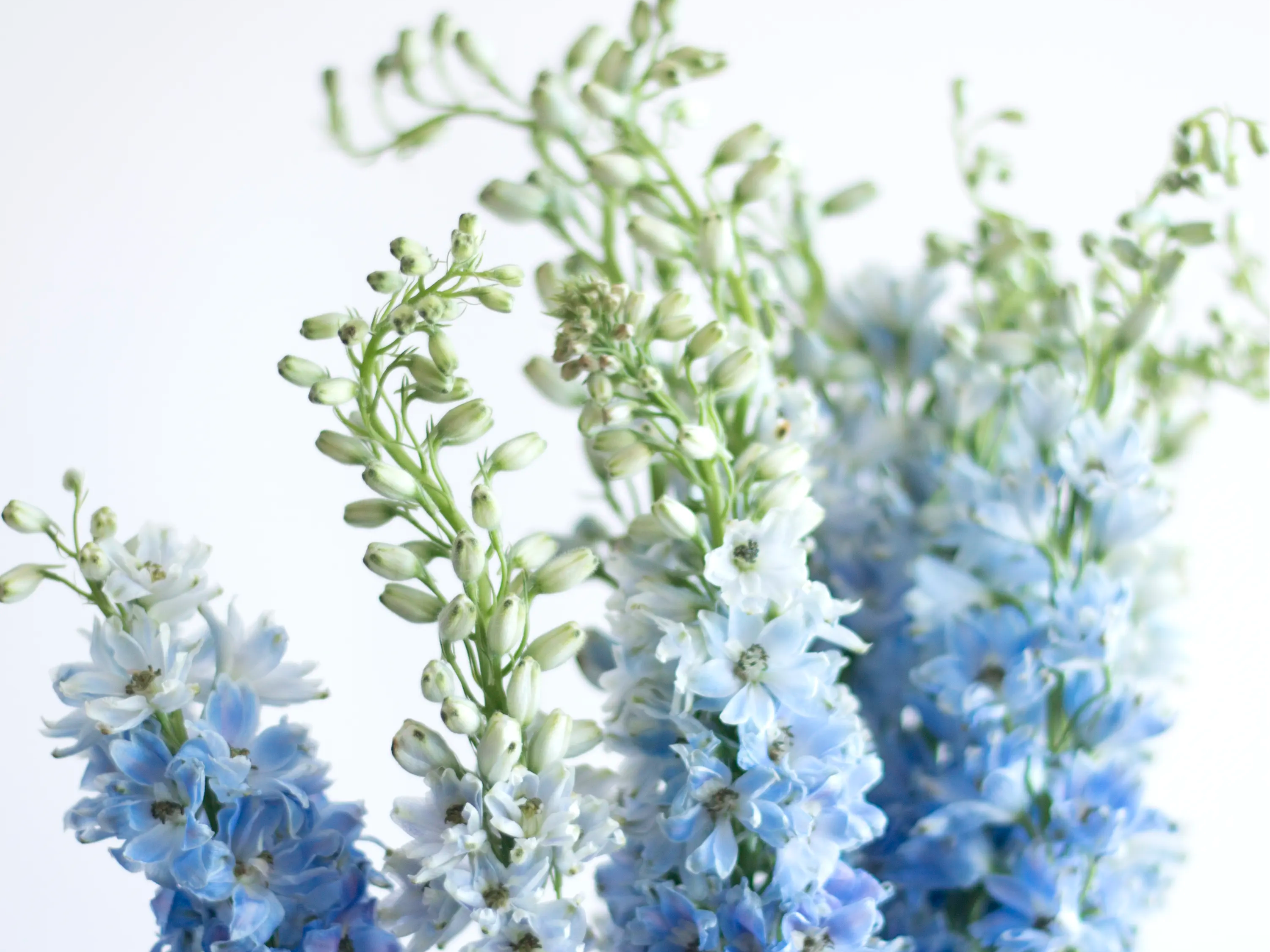 blue delphinium
