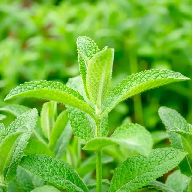 Lemon Balm