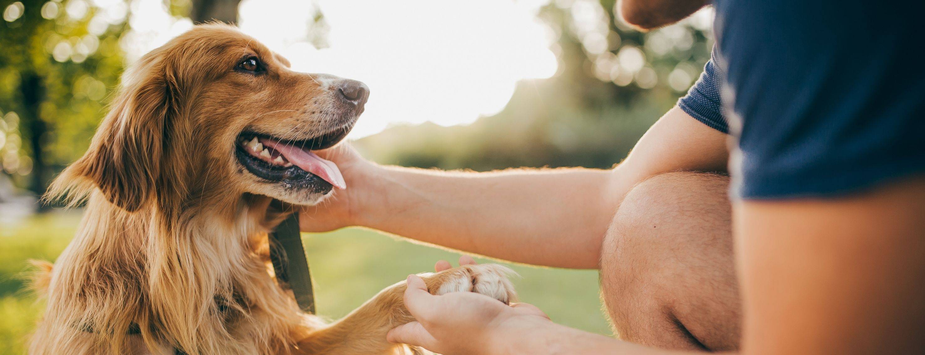 DoggyBiome Collection for Dogs