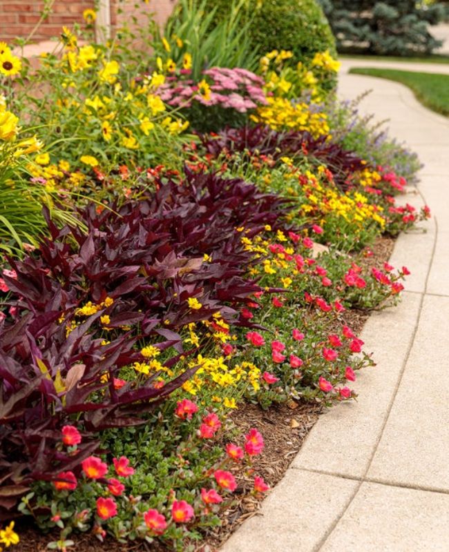 SunPatiens® Compact Deep Rose, Mojave® Red, Heat it Up® Scarlet, Toucan® Scarlet, Sweet Caroline: Red Hawk™, SunPatiens® Compact Orange