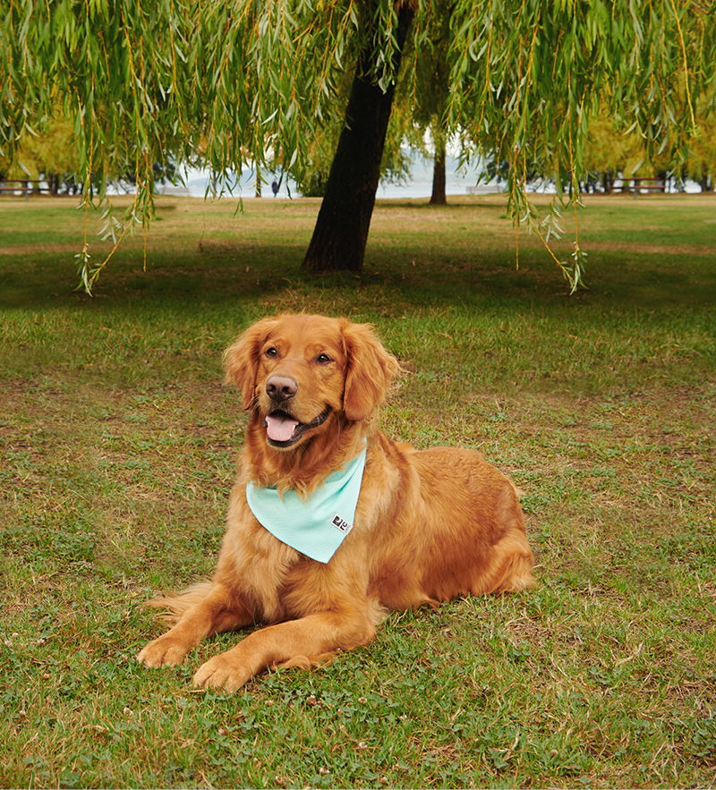 Golden retriever wearing a blue bandana, lying on grass under a tree.