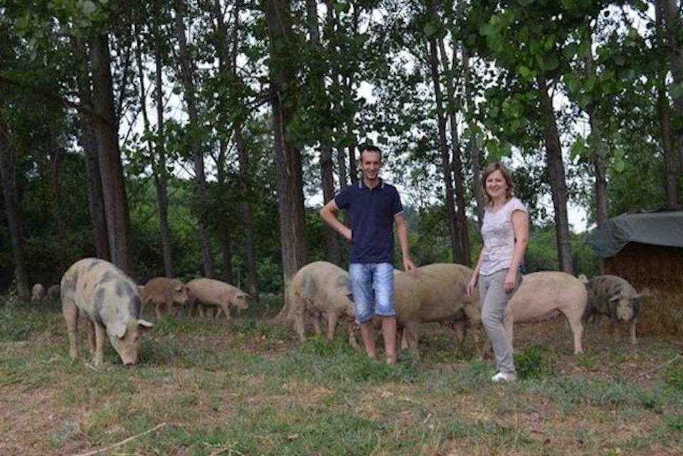 A man and a woman stand with their small herd of rare breed pigs