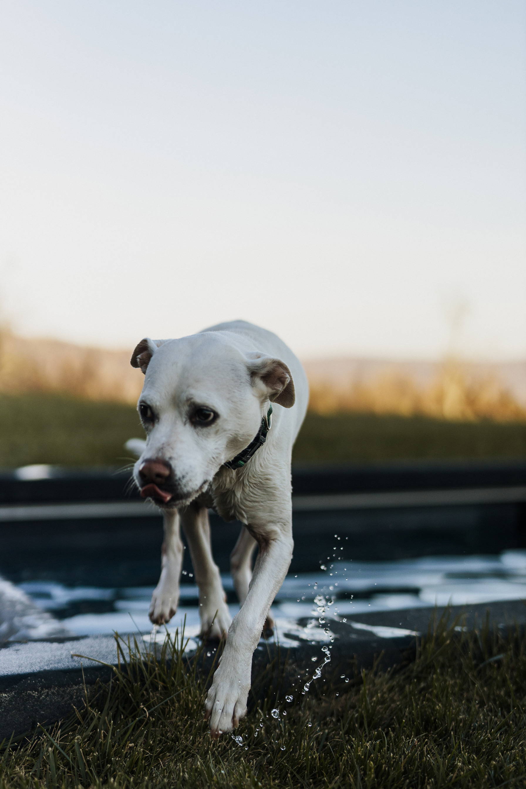 An old dog walking away from a pool with some water dripping out of his mouth.
