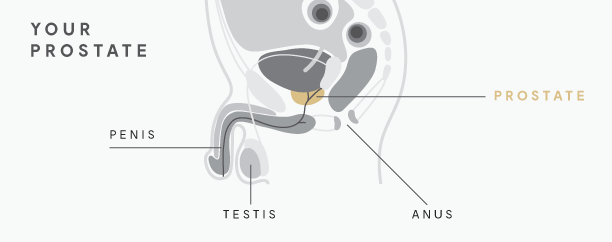 prostate milking guide