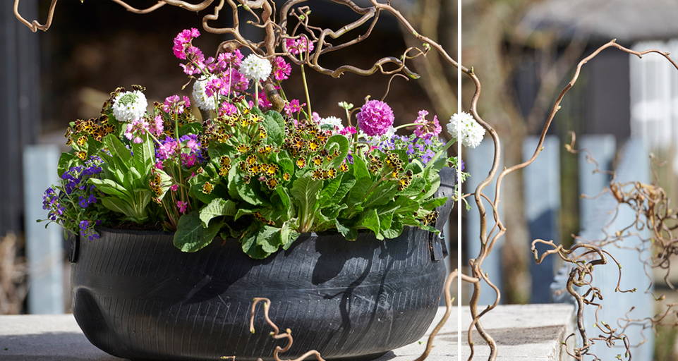 Tuinplanten: Voorjaarsverrassingen