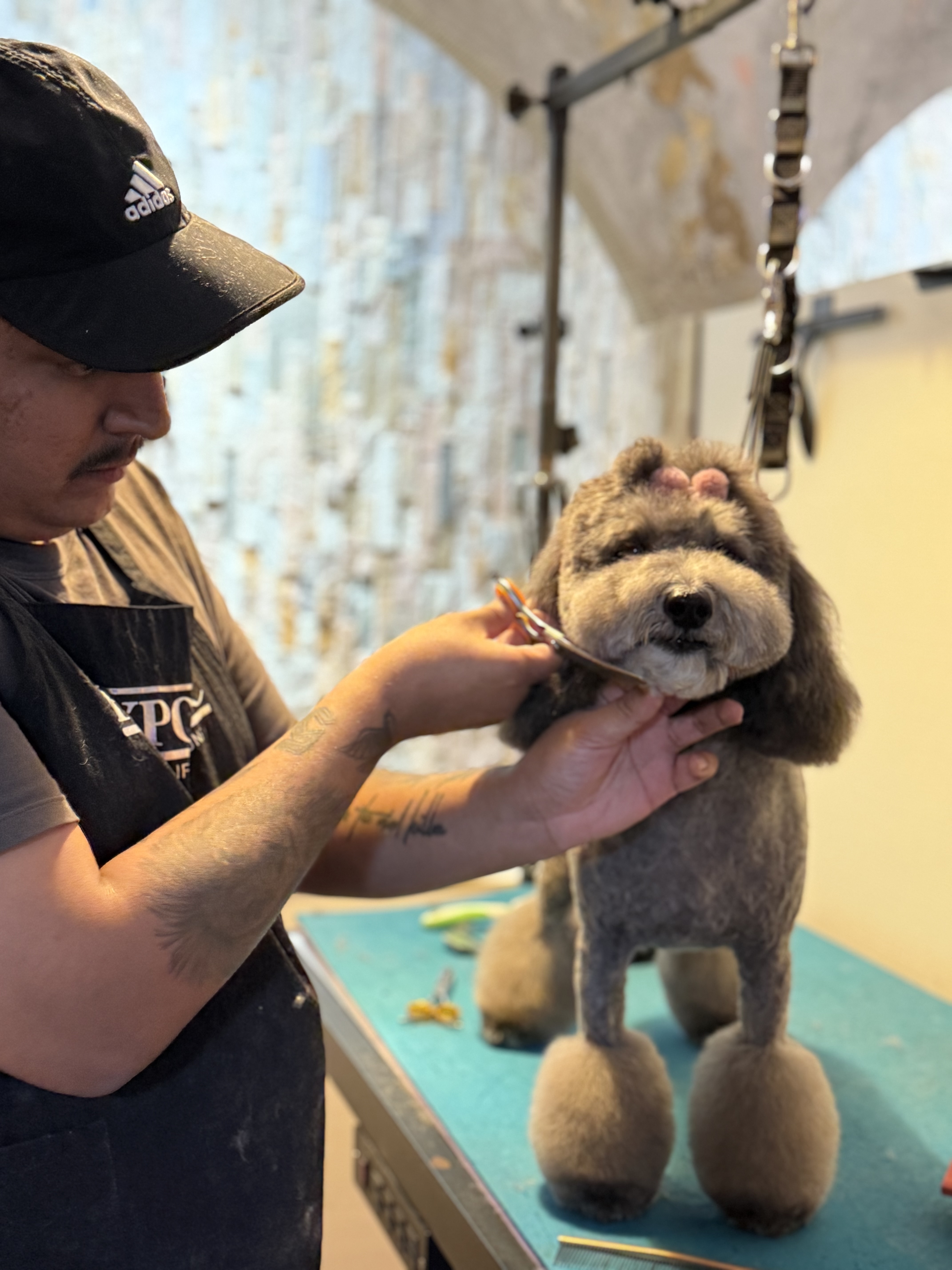 Groomer finishing a styled curly-coated dog