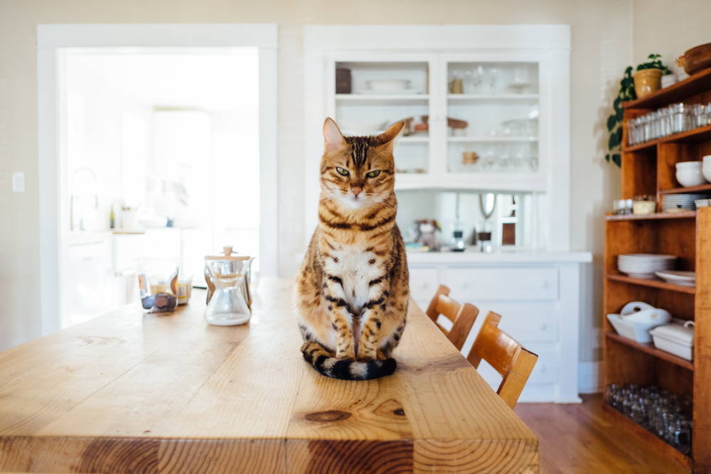A cat sitting on a table looking unimpressed