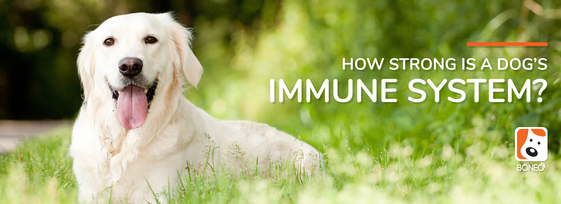 are dogs immune to human illnesses