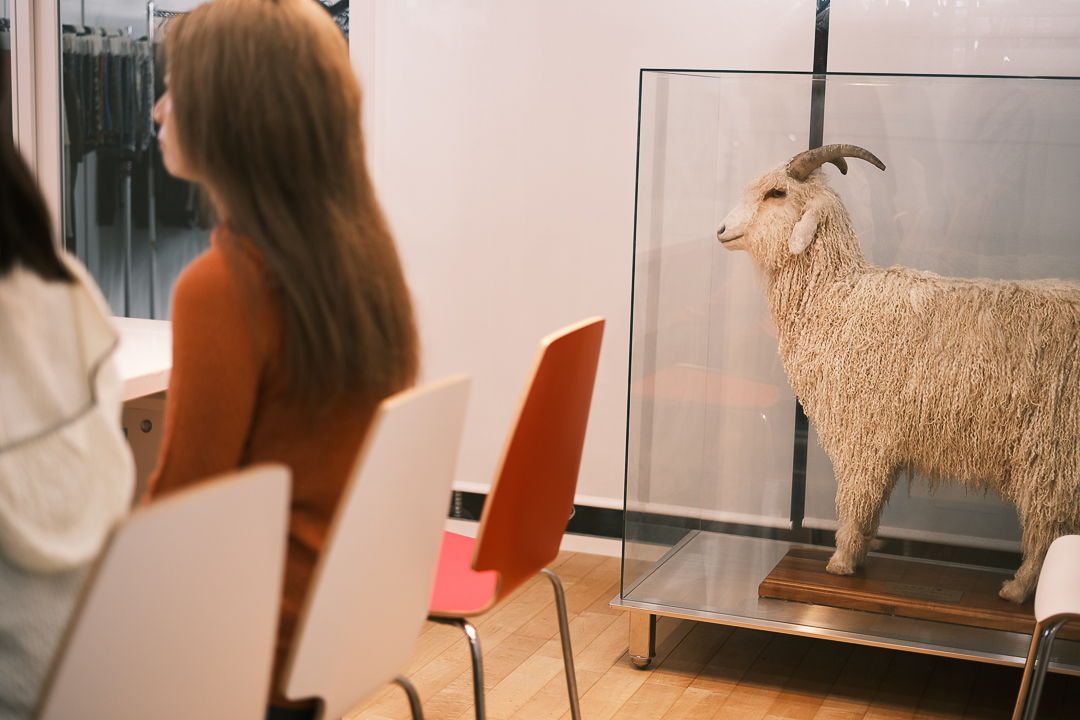 A girl sits in front of a glass enclosure with a mounted goat.